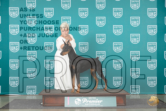 Doberman Pinscher Sat AOM Judge Lori Sargent__JP_2087_Premier_2024_HR3