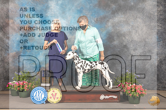 Dalmatian #16 Thur WBBOWM Judge Jan Paulk_MJ_0008_SA_2022_HR3