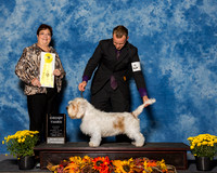 Petits Bassets Griffons Vendeens #6 Sun G3 Claude David Rebecca Donna Moore Agent Brooke Young Judge Mrs Pamela B Peat