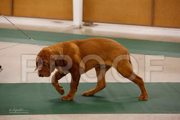 BISpup-1068-NormNov13-HR