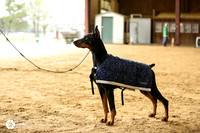 Doberman Pinscher Custom Sun Ashlee Clegett 2