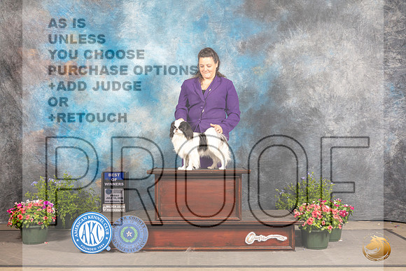 Japanese Chin #11 Fri BOW Judge Allen Odom_MJ_0036_SA_2022_HR3