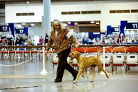 Rhodesian Ridgeback Fri Ring