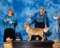 Retrievers Golden #32 Sun BOW Nieman Mia Jim Andras Alisa Andras Judge Ms Betty Nelson Pollock