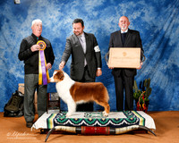 Australian Shepherd #38 Fri BISS