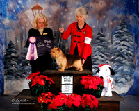 Norwich Terrier Fri Best in Show Roberta Kirby Judge B Trammell Marshall Dec 2013