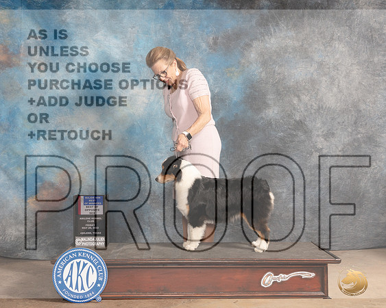 Miniature American Shepherd #7 Fri WDBOWBOS Judge Eric Liebes-MMJ_3372-Addison2022-HR3
