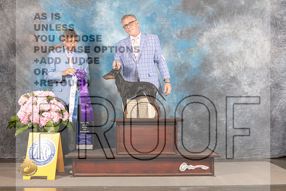 Manchester Terrier Standard #6 THUR BOW Major Judge Richard Powell_MJ_4341_Houston_2022_HR3