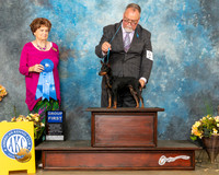 Toy Manchester Terrier Thurs G1 Judge Carol Jean Nelson