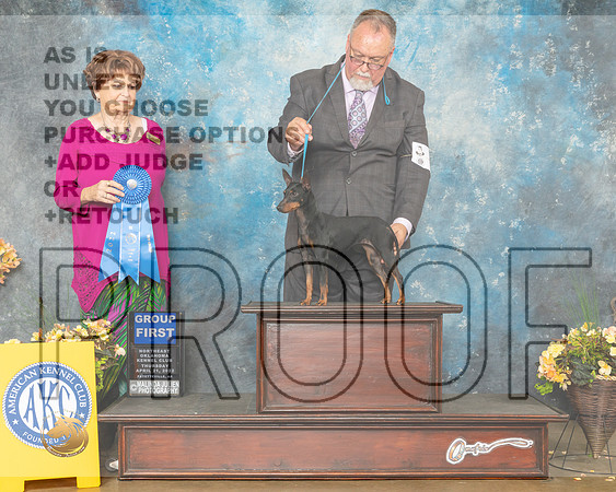 Toy Manchester Terrier Thurs G1 Judge Carol Jean Nelson-MMJ_9174-NWARK2022-HR3