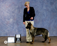 German Shepherd Dog