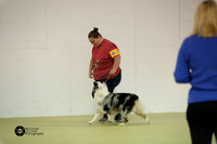 Australian Shepherd Sun