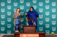 Italian Greyhound #270 Sat G1 Judge Tina Camp