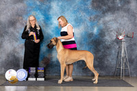 Great Dane #8 Thurs WBBOB Judge Denise Dean
