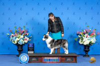 Border Collie #11 SUN WD Judge James Moses