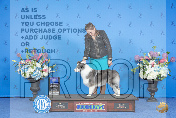 Border Collie #11 SUN WD Judge James Moses__JP_0554_Houston_2024_HR3