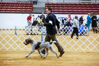 Wiredhaired Pointing Griffons Sat Ring