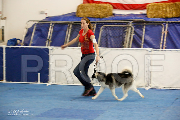 _M3_8152-AddisonHuskyMar2015-HR3