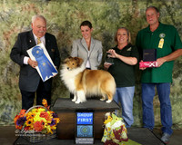 Shetland Sheepdog #10 Sun G1 David & Jennifer Harper Judge J White