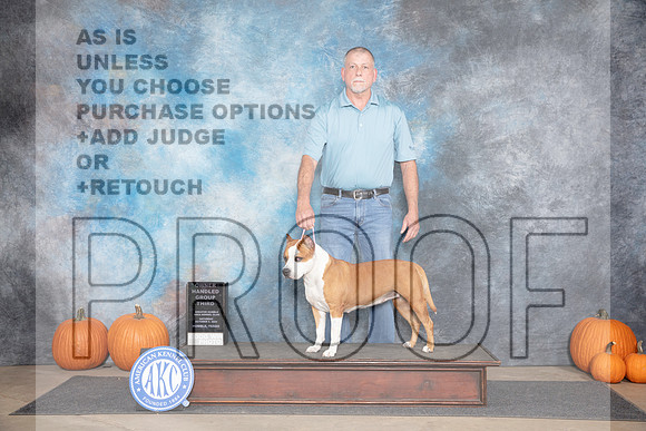 American Staffordshire Terrier #8 Sat OHG3 Judge Ray Filburn__JP_9371_Humble_2024_HR3