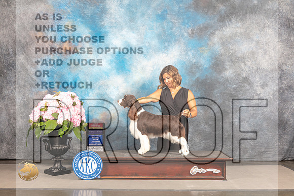 English Springer #6 Sat WBBOS Judge John Wade_MJ_7188_Houston_2022_HR3