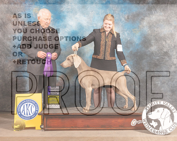 Weimaraner #28 Fri WB Judge Carmen Battaglia-MMJ_8019-FW2022-HR3