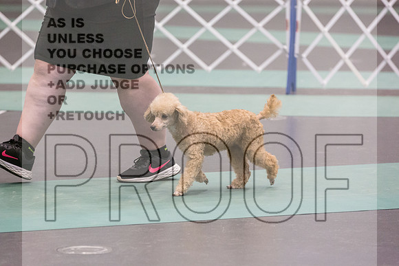 Poodle MC Sat Ring_JJL_0865_UKCLNGVIEWOCT2024_2024_HR3