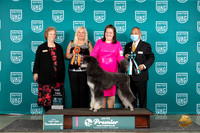 Poodle Std MC #819 Thur T10F
