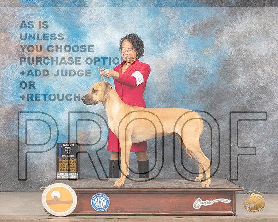 Rhodesian Ridgeback #33 Sat BOW Judge Linda ClarkMMJ_4024_Mdlnd2022_HR3