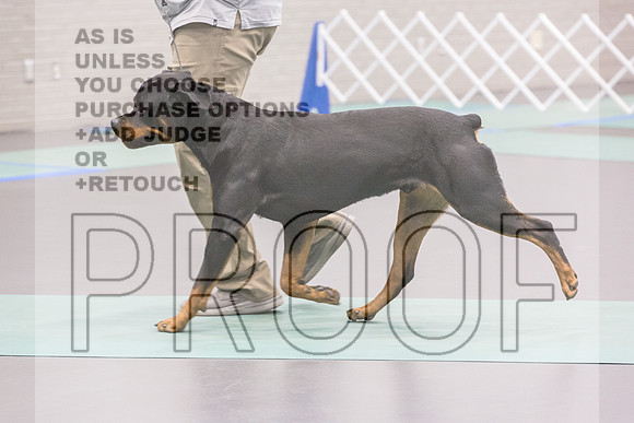 Rottweiler Ring Fri Ring 1_JJL_5082_UKCLNGVIEWOCT2024_2024_HR3