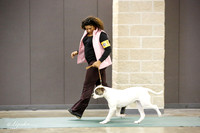 American Bulldog Sat S1