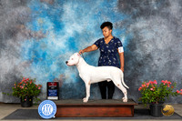 Dogo Argentino #7 Sun BOS Judge Paul F Willhauck