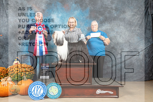 Tibetan Terrier #6 Sun BIS Judge Steve Keating_MJ_6873_Belton_2022_HR3