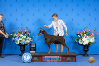 Doberman #42 SAT WB Judge Jon Cole r