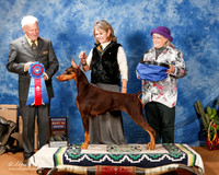 Doberman Pinscher #68 Sun RBIS +A2
