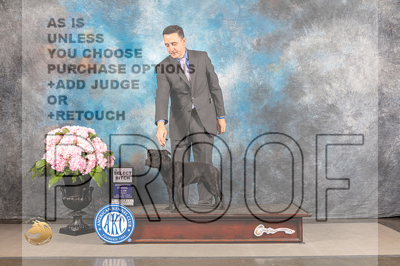 Staffordshire Bull Terrier #12 FRI SB Judge Linda Hurlebaus_MJ_5119_Houston_2022_HR3