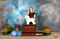 Bichon Frise #7 Fri G2 Judge Robert Shreve