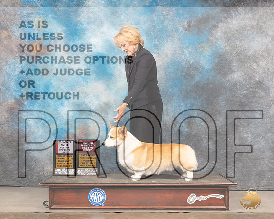 Pembroke Welsh Corgi #5 Sun BOSOHBOB Judge Del RichardsMMJ_5018_Mdlnd2022_HR3