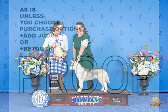 SIberian Husky #8 SAT 4to6P BIS Judge Britt Jung__JP_0030_Houston_2024_HR3