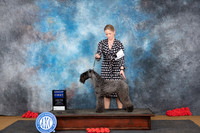 Kerry Blue Terrier #7 Sat G1 Judge Pat Trotter