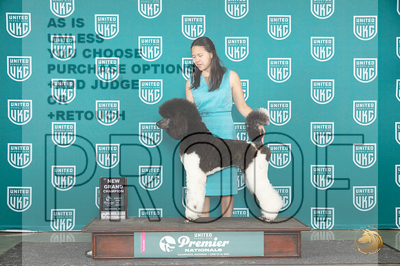 Poodle Std MC #1340 card__JP_3110_Premier_2024_HR3