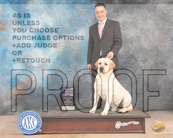 Labrador Retriever #25 Fri WDCh Judge Peggy McIlwaine-MMJ_3090-Addison2022-HR3