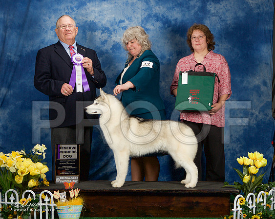 _ST_4197-AddisonHuskyMar2015-HR3