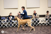 Great Dane #19 Holdren Jennifer Crystal Anne Hannah Sun Ring
