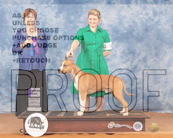 American Staffordshire Terrier #5 Mon WD Judge Carol Jean Nelson-MMJ_0204e_NRKC2022-HR3