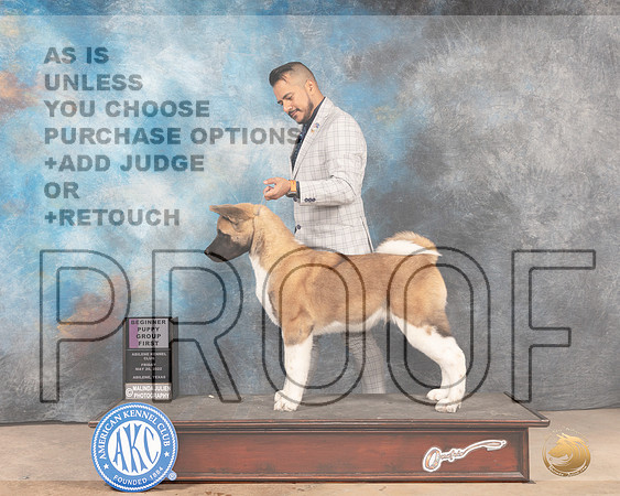 Akita #9 Sun PBOBPG1 Judge Thomson Stanfield Jr-MMJ_5051-Abilene2022-HR3