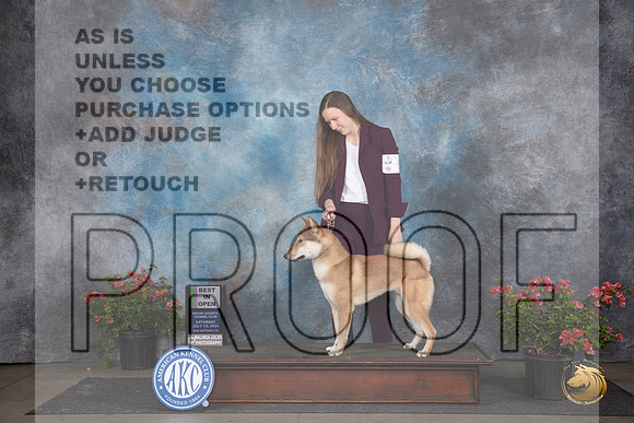 Shikoku #5 Sat BIOpenShow Judge Elizabeth ‘Beth’ Sweigart__JP_5269_San Antonio_2024_HR3