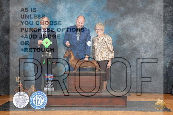 Dachshund Smooth #16 Fri RBIS Judge Tim Robbins__JP_7470_MARSHALL_2024_HR3