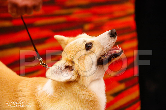 _JJ_8546-HstnCorgiFeb2015-HR3