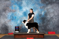Australian Shepherd #7 Sat BOWBOS Judge Pat Trotter